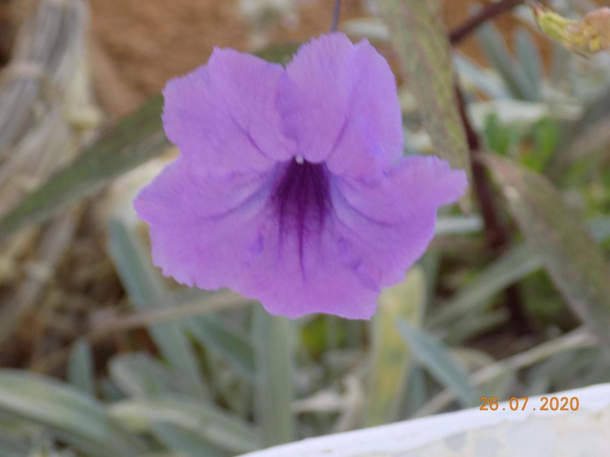 Dar Mamina Bed & Breakfast Sidi ash Shammakh ภายนอก รูปภาพ